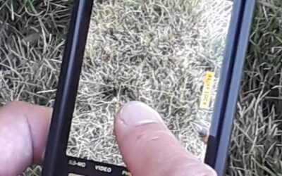 Tips for Quality Turf Photography