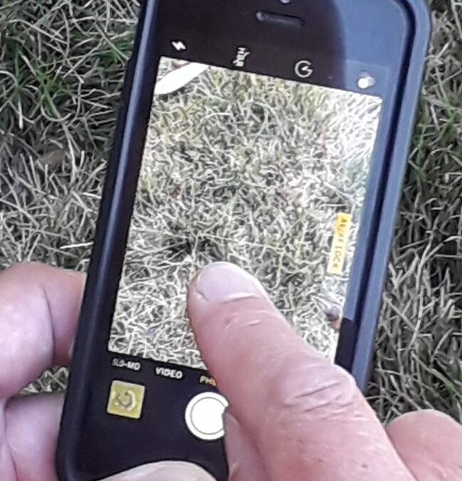 Tips for Quality Turf Photography