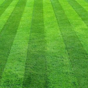 TURF - Essentials